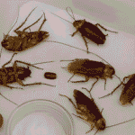 pest control form homifycare